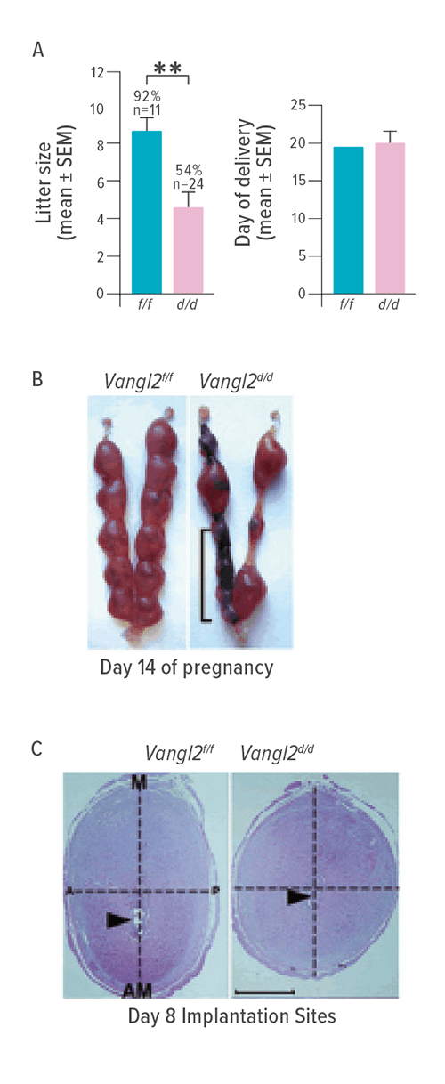 These figures show how uterine inactivation of Vang-like protein 2 results in compromised pregnancy outcomes. A: Litter sizes are sharply reduced in mice with uterine-specific deletion of Vangl2 (d/d) compared to normal controls (f/f), but day of delivery varies little. B: Loss of this key protein results in irregularly spaced uterine implantation and embryo degeneration. C: The missing protein also results in rounded, misshapen implantation sites at day 8 of pregnancy.